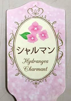 アナベルです Amazon.co.jp: 【 2025年開花予定株 】アナベル 苗 苗木